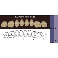 FX Posteriors - Зубы акриловые двухслойные, боковые верхние, цвет A4, фасон М28, 8 шт