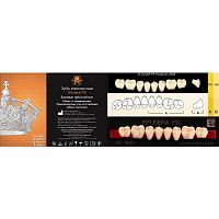 Зубы EFUCERA PX Posteriors, цвет B3, фасон 28, композитные трехслойные боковые нижние, 8 штук на планке.