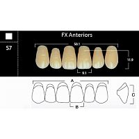 FX Anteriors - Зубы акриловые двухслойные, фронтальные верхние, цвет C2, фасон S7, 6 шт