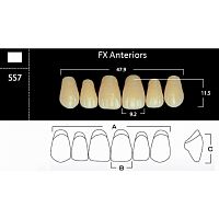 FX Anteriors - Зубы акриловые двухслойные, фронтальные верхние, цвет D4, фасон SS7, 6 шт
