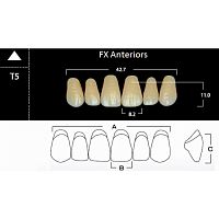 FX Anteriors - Зубы акриловые двухслойные, фронтальные верхние, цвет D4, фасон Т5, 6 шт