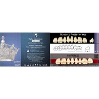 Зубы NAPERCE Posterior, цвет A1, фасон М36, акриловые двухслойные, 8 шт.
