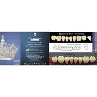 Зубы NAPERCE Posterior, цвет B2, фасон М36 акриловые двухслойные, 8 шт.