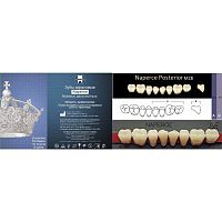 Зубы NAPERCE Posterior, цвет A2, фасон М28 акриловые двухслойные, 8 шт.