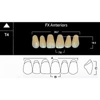 FX Anteriors - Зубы акриловые двухслойные, фронтальные верхние, цвет D3, фасон Т4, 6 шт