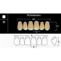 FX Anteriors - Зубы акриловые двухслойные, фронтальные верхние, цвет A3,5, фасон S5, 6 шт