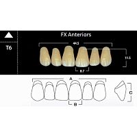 FX Anteriors - Зубы акриловые двухслойные, фронтальные верхние, цвет B4, фасон T6, 6 шт