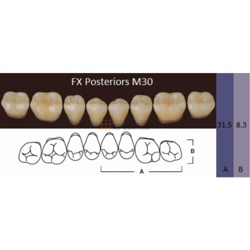 FX Posteriors - Зубы акриловые двухслойные, боковые нижние, цвет D3, фасон М30, 8 шт