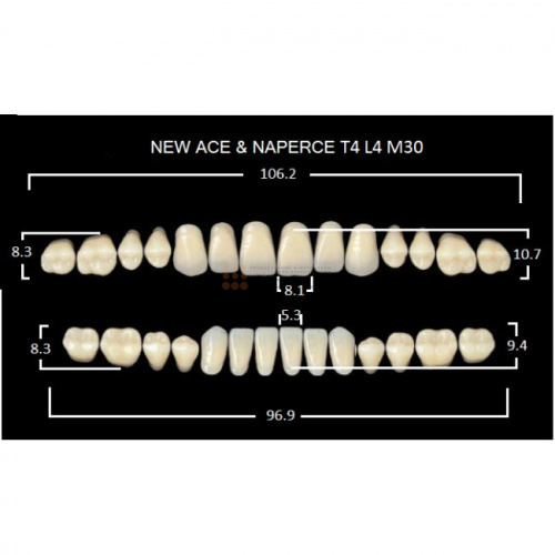 Зубы GLORIA, цвет B2, фасон T4 М30, акриловые двухслойные, полный гарнитур, 28 шт. фото 2