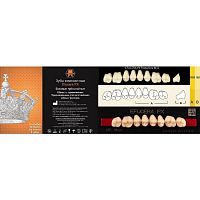 Зубы EFUCERA PX Posteriors, цвет B2, фасон 32, композитные трехслойные боковые верхние, 8 штук на планке.