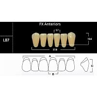 FX Anteriors - Зубы акриловые двухслойные, фронтальные нижние, цвет A3,5, фасон LB7, 6 шт