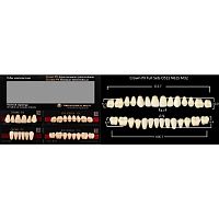 Зубы PX CROWN / EFUCERA, цвет B1, фасон O51S/N61S/32, полный гарнитур, 28шт.