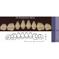 FX Posteriors - Зубы акриловые двухслойные, боковые верхние, цвет A2, фасон М33, 8 шт