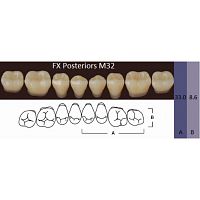 FX Posteriors - Зубы акриловые двухслойные, боковые нижние, цвет D4, фасон М32, 8 шт