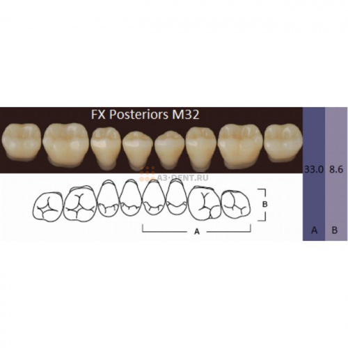 FX Posteriors - Зубы акриловые двухслойные, боковые нижние, цвет B1, фасон М32, 8 шт