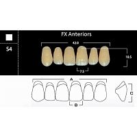 FX Anteriors - Зубы акриловые двухслойные, фронтальные верхние, цвет B1, фасон S4, 6 шт
