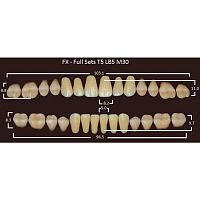 FX зубы акриловые двухслойные, полный гарнитур (28 шт.) на планке, D3, T5/LB5/M30
