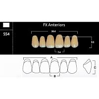 FX Anteriors - Зубы акриловые двухслойные, фронтальные верхние, цвет C2, фасон SS4, 6 шт