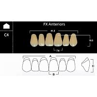 FX Anteriors - Зубы акриловые двухслойные, фронтальные верхние, цвет A4, фасон C4, 6 шт