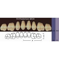 FX Posteriors - Зубы акриловые двухслойные, боковые верхние, цвет D4, фасон М34, 8 шт