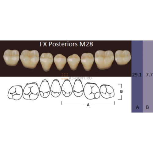 FX Posteriors - Зубы акриловые двухслойные, боковые нижние, цвет A2, фасон М28, 8 шт