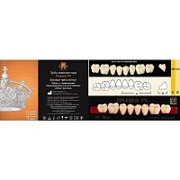 Зубы EFUCERA PX Posteriors, цвет A2, фасон 36, композитные трехслойные боковые нижние, 8 штук на планке.