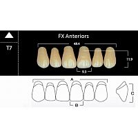 FX Anteriors - Зубы акриловые двухслойные, фронтальные верхние, цвет C2, фасон Т7, 6 шт