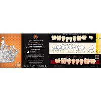 Зубы EFUCERA PX Posteriors, цвет A3.5, фасон 32, композитные трехслойные боковые нижние, 8 штук на планке.