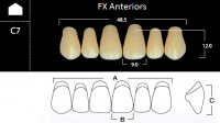 FX Anteriors - Зубы акриловые двухслойные, фронтальные верхние, цвет A1, фасон C7 6 шт