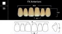 FX Anteriors - Зубы акриловые двухслойные, фронтальные верхние, цвет A1, фасон S5 6 шт